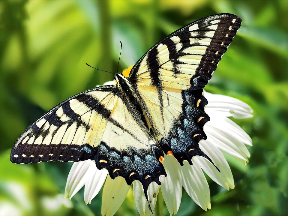 Engolir cauda branco flor