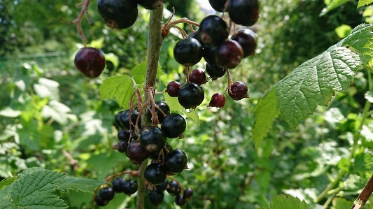 Flower plant fruit berry Photo