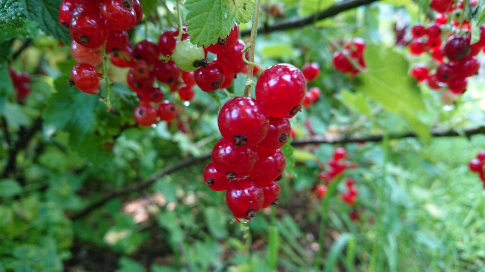 Flower flowering plant berry