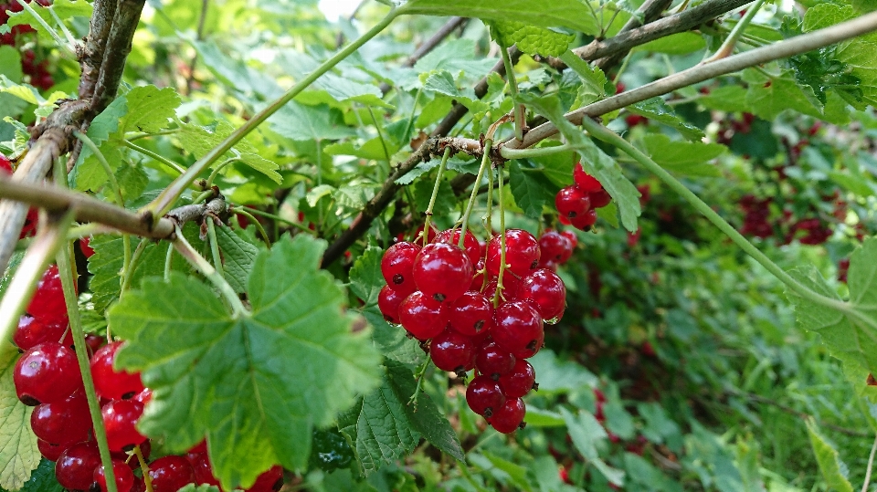 Bunga beri tanaman buah