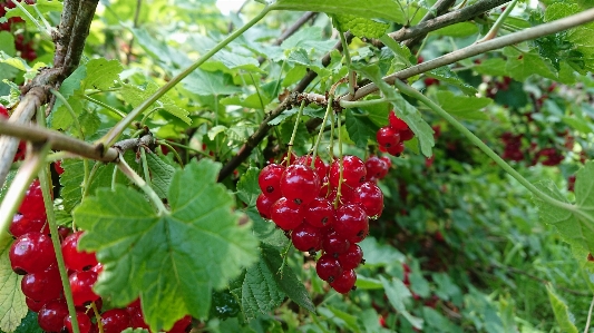 花 ベリー 植物 フルーツ 写真