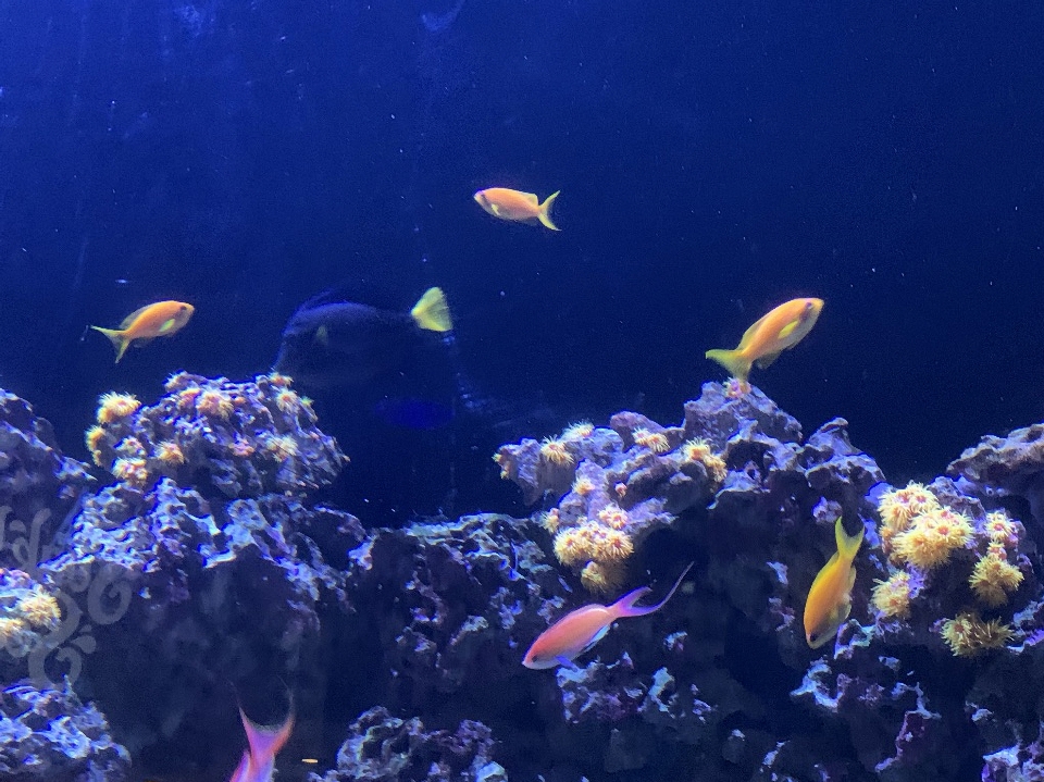 Poisson aquarium bleu sous-marin