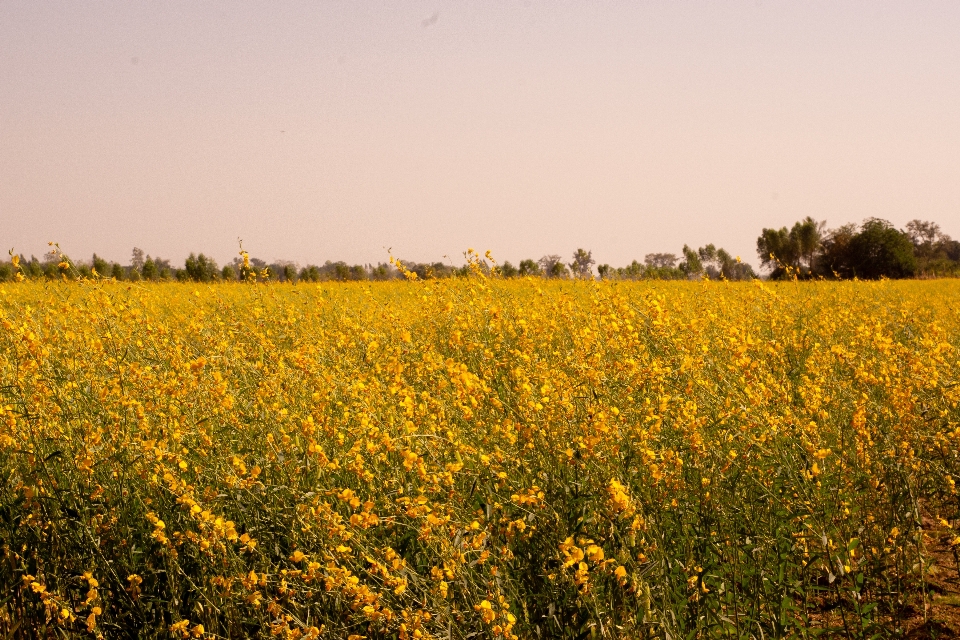 Bunga kuning bidang rapeseed