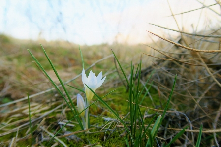 Flower spring nature land Photo