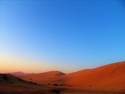 Desert sand plant land Photo