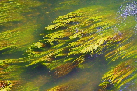 Foto Acqua pianta fiume verde