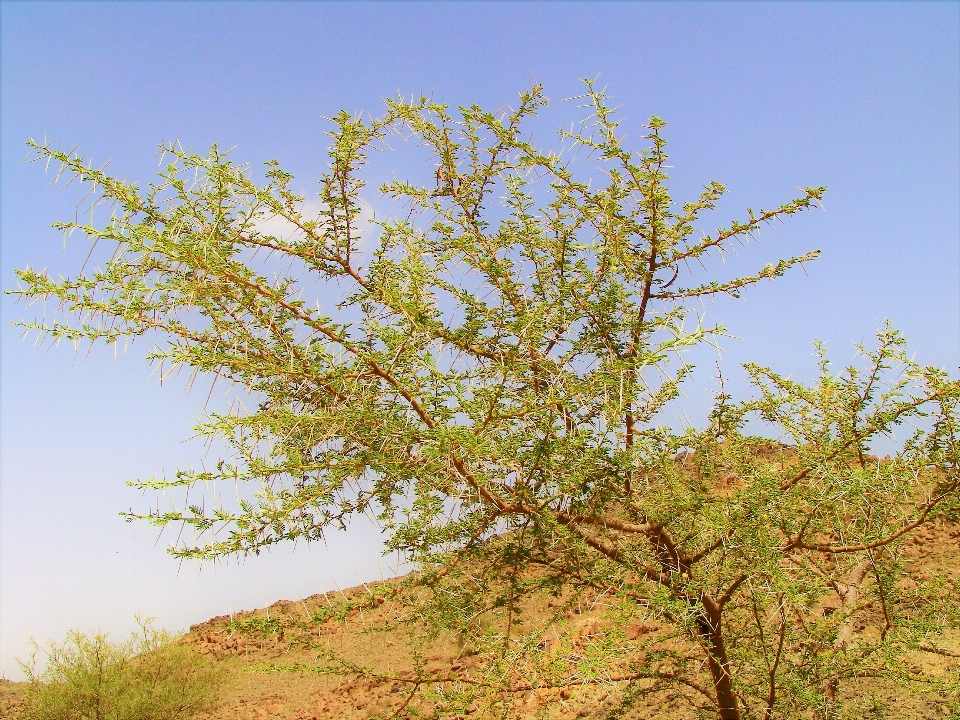 Desert sand plant land