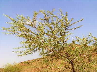 Foto Gurun pasir tanaman tanah