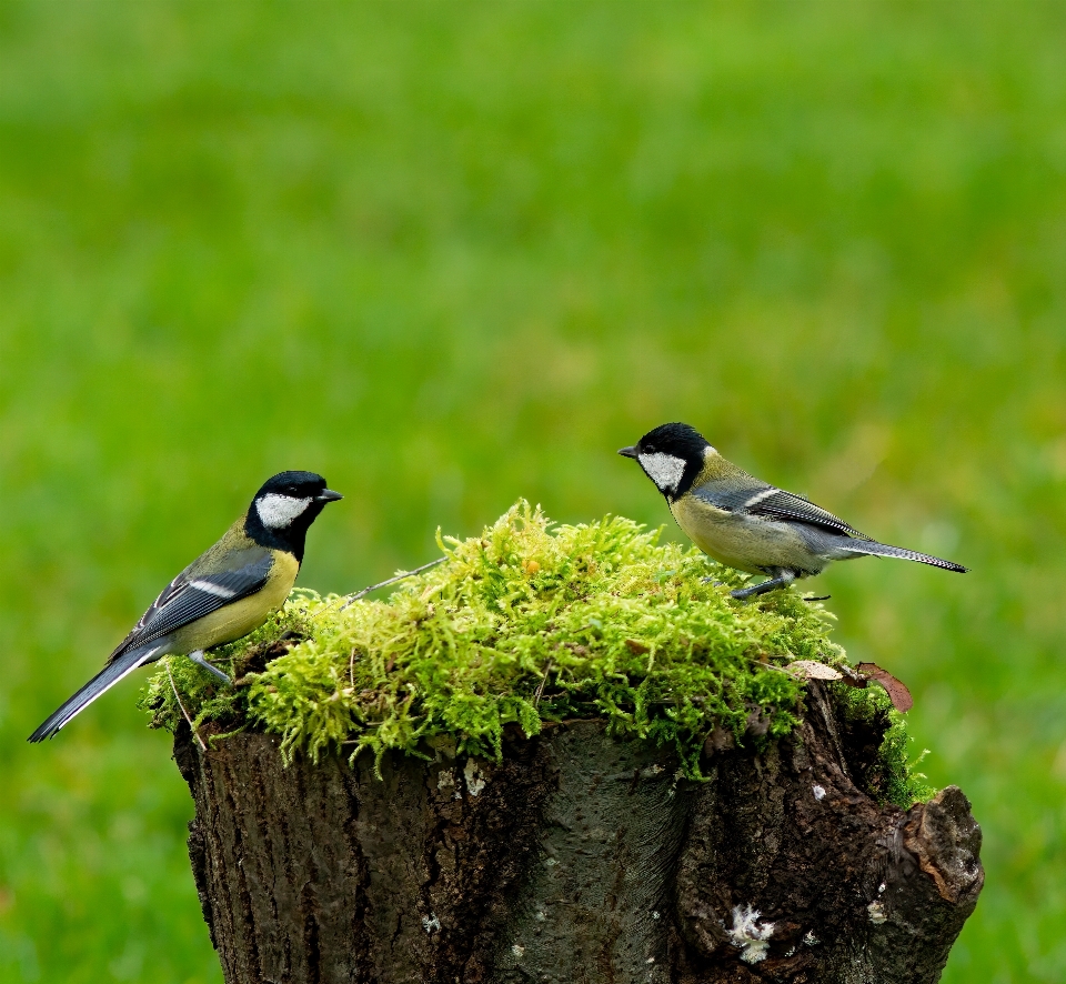 Birds nature field animal