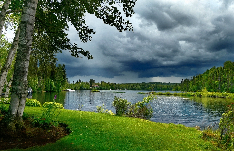 Natura paesaggio lago albero