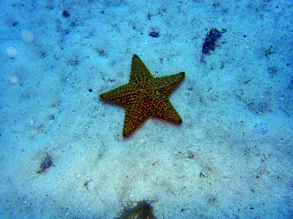 Stella marina
 mare sabbia acqua