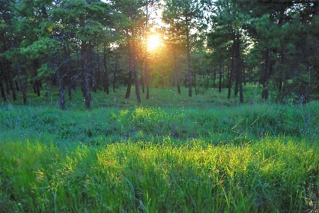 Spring nature sunset forest Photo