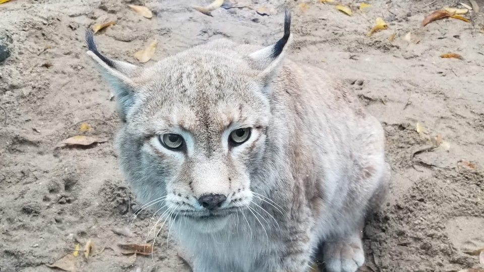 Kedi memeli omurgalı
 yaban hayatı