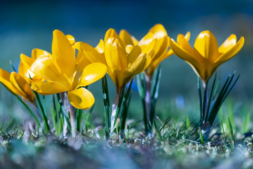 Crocus
 fleurs champ nature