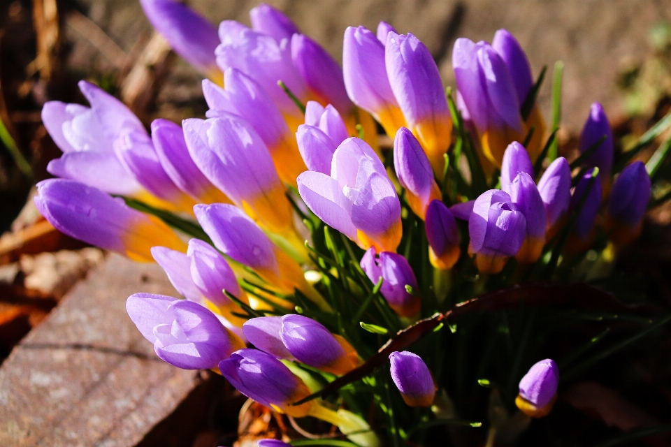 Crocus
 fleurs champ nature