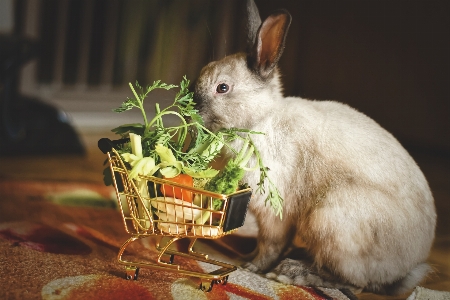 Rabbit animal pet domestic Photo