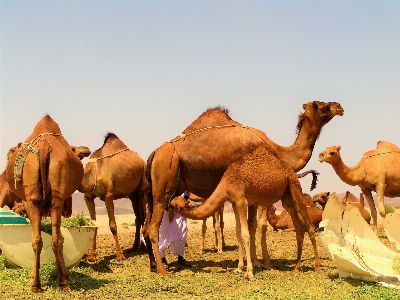 Camel animal pet vertebrate Photo