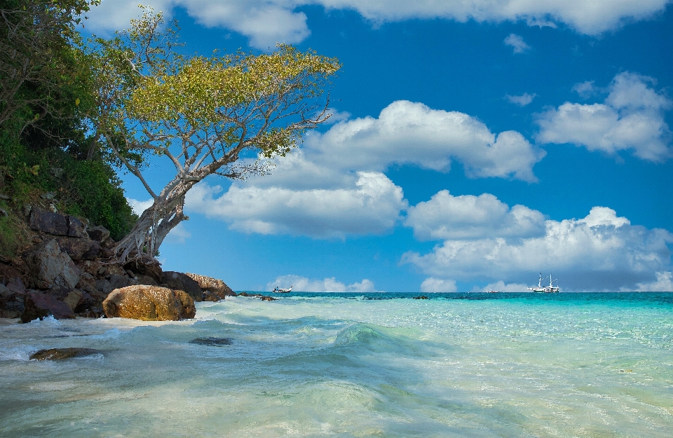 Oceano albero natura nuvole