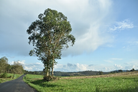 Nature naturaleza bosque forest Photo