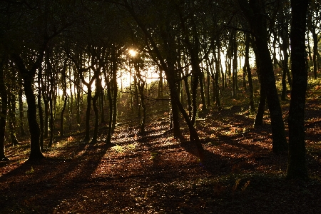 Natural tree nature forest Photo