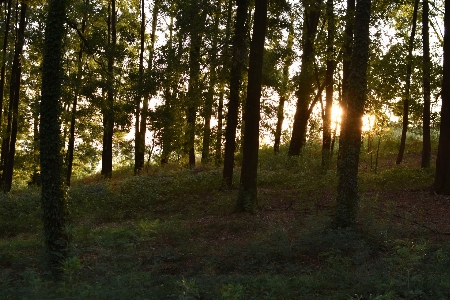 Natural tree forest woodland Photo