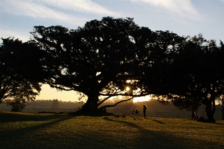 Sunset tree sky nature Photo