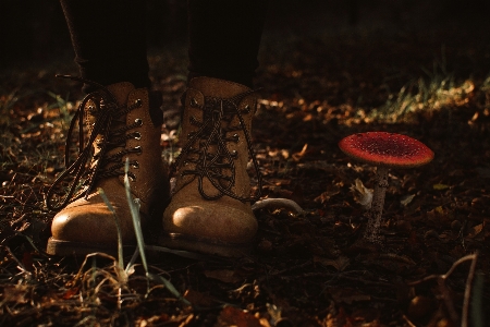 Nature boots mushroom autumn Photo