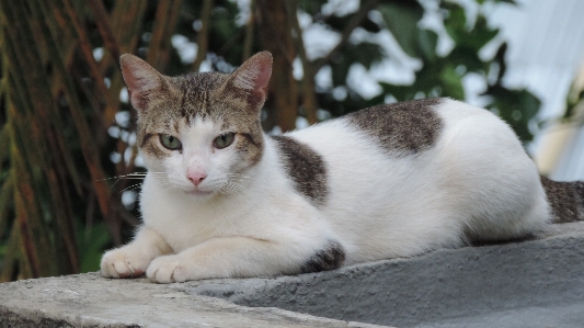 Foto Alami kucing mamalia bertulang belakang
