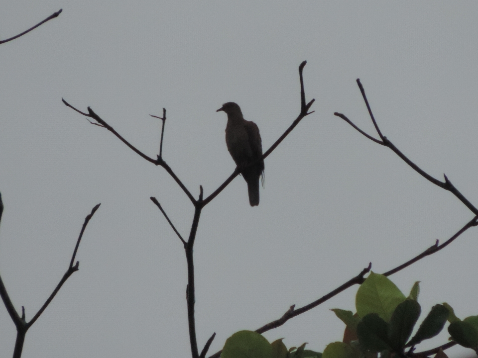 Oiseau le bec bifurquer brindille