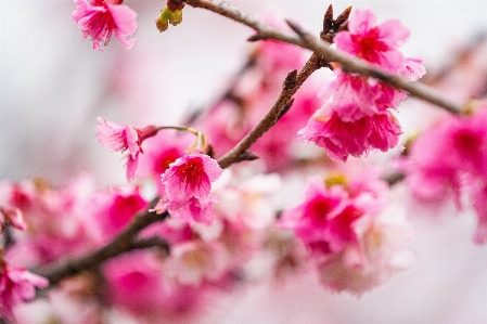 花 植物 ピンク 春 写真