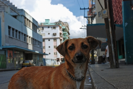 Kuba hund hund
 säugetier Foto