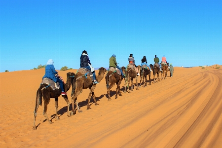 Sky camel morocco sand Photo