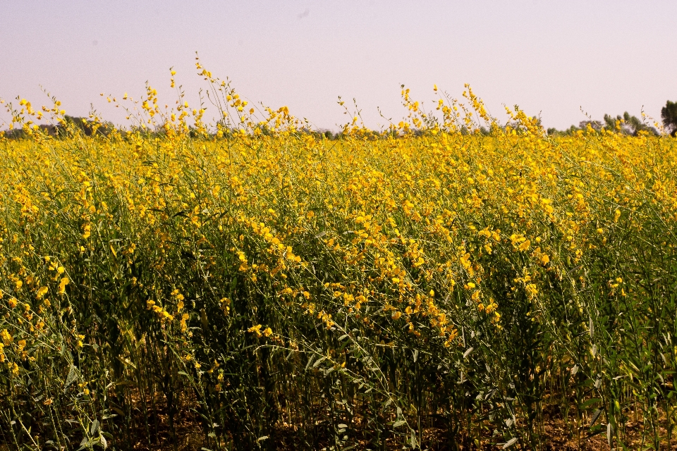 Fleur jaune champ colza