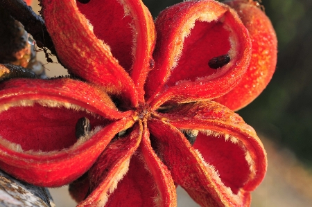 Orange flowers red flower Photo