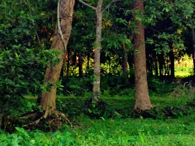 Forest tree green nature Photo