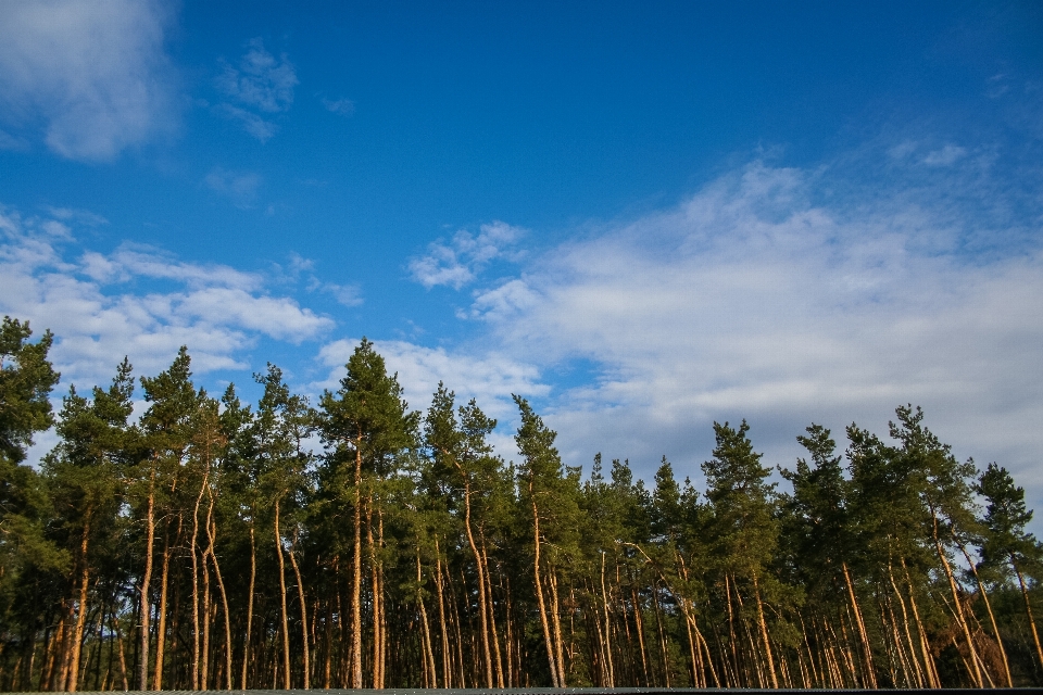 Trees forest sky clouds