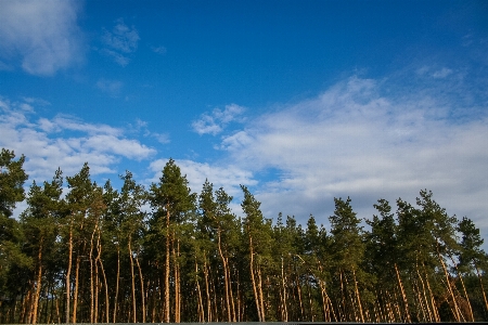 Trees forest sky clouds Photo