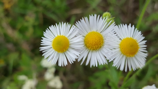 Foto Camomila flores campo jardim