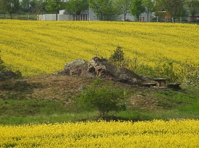 Landscape rapeseed field mustard Photo