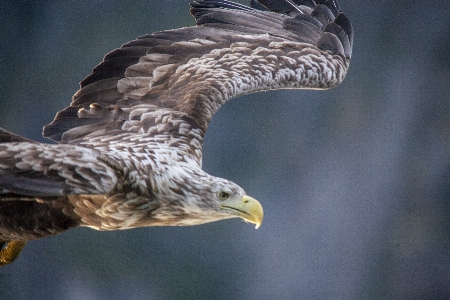 Lofoten
 insel eagles tiere Foto