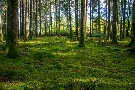 Background forest arbre mousse Photo