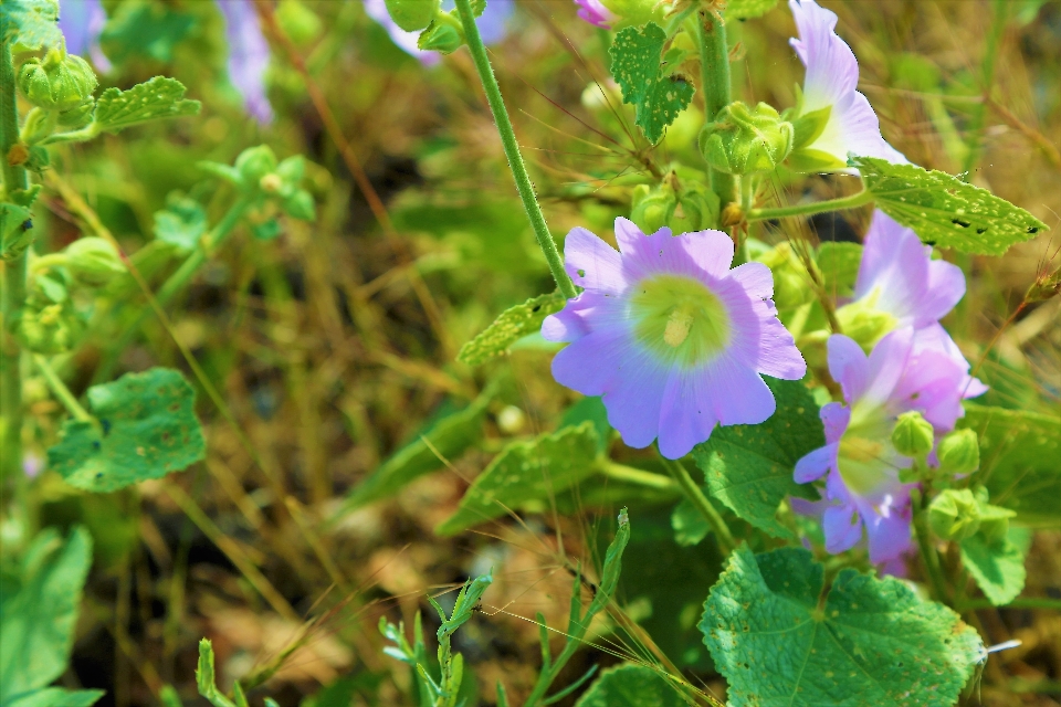 Blumen frühling bunt natur