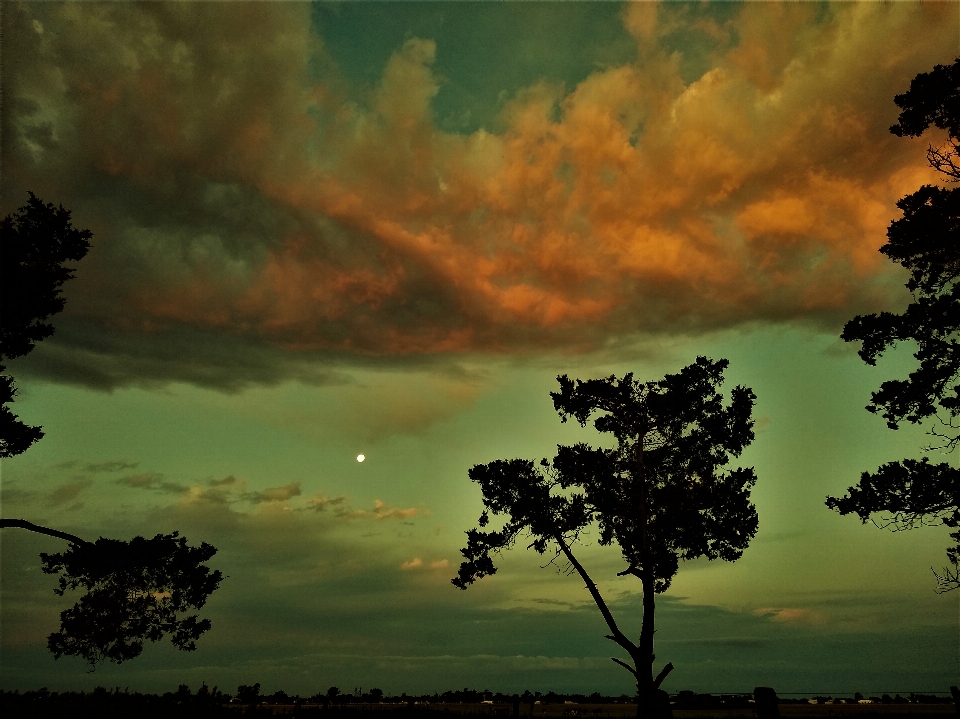 Awan bulan pohon matahari terbenam