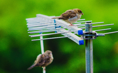 Foto Burung hijau paruh gereja