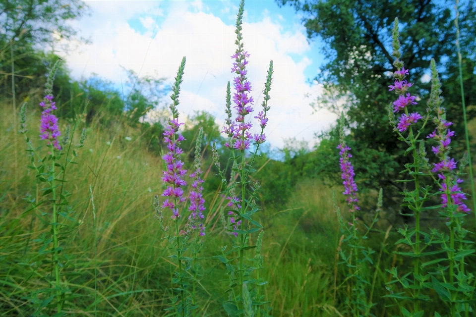 Flowers spring nature land