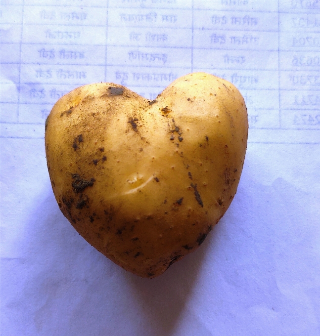 Heart shaped potato root vegetable