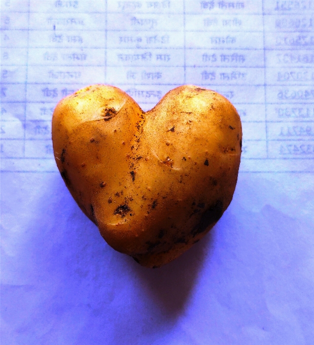 Heart shaped potato root vegetable