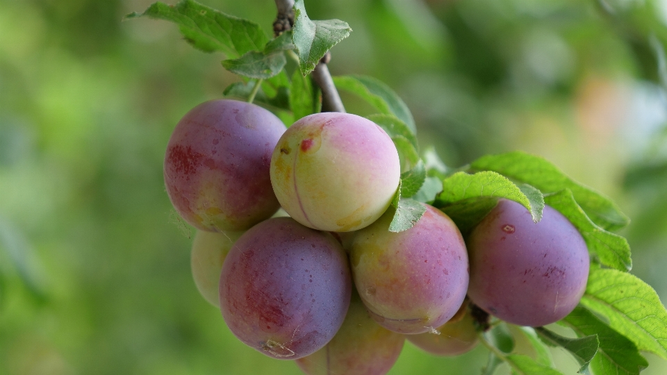 Naturel prune européenne
 fruit usine