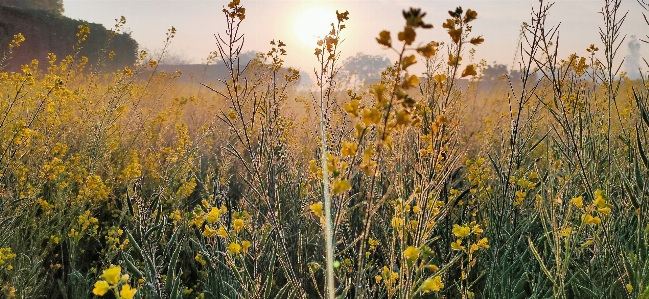 Tree field flower yellow Photo