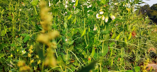 エンドウ 木 花 植物 写真